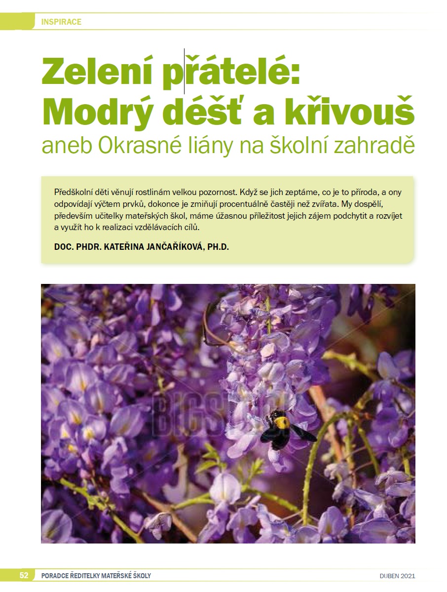 Zelení přátelé: Modrý déšť a křivouš aneb Okrasné liány na školní zahradě